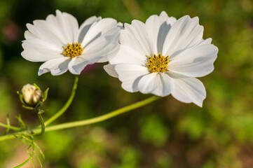 白いコスモス