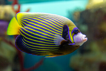 Fish Imperial angel (pomacanth). Emperor angelfish (Pomacanthus imperator)