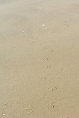 Fototapeta na wymiar Claw prints of sea birds at the beach in corniche park, Dammam, Saudi Arabia
