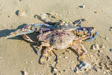 Dead swimming crabs at the beach in corniche park, Dammam, Saudi Arabia