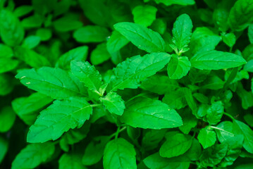 Tree Basil's of shoot and green leaves. Another name is Clove Basil, Shrubby Basil, African Basil, Kawawya, Wild Basil.
