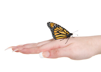 Close up of one female Monarch butterfly profile view standing on top of the back of a young female caucasian hand.  isolated on white.