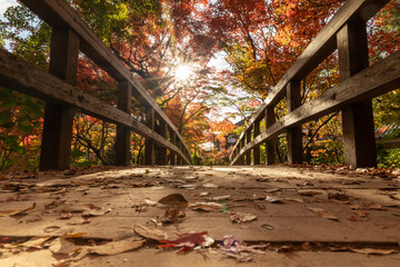 autumn and bridge