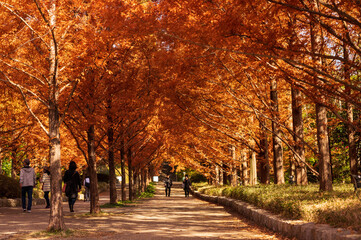 メタセコイヤの紅葉