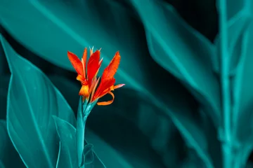 tropische blätter und blumen, üppiges laub im regenwald, naturhintergrund, blau getönter prozess. Platz kopieren, Mockup © Алина Бузунова