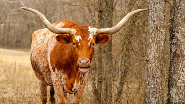 Texas Longhorn beef cattle cow, Bos taurus, with brown and white speckle colors and typical long horns, standing near trees and brush in a pasture, facing camera.