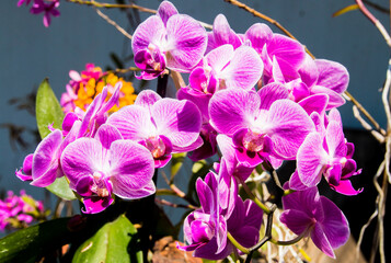 Stem of Pink Phalaenopsis Orchids with Epidendrums in Background