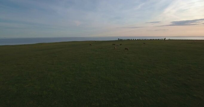 Cows Eating Grass In Front of Ales Stenar With The Baltic Sea in The Background, Aerial Smooth Slow Forward