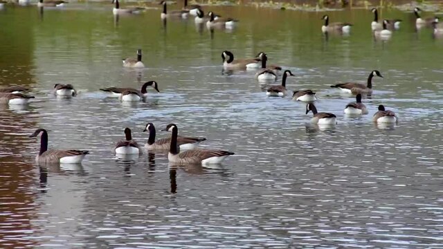 Canadian Geese Flock Migrated to the South, Wading in Water Bird Pond