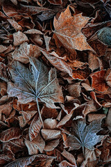 fallen maple leaves, autumn nature background.  fall season concept. first autumn frosts.   