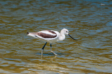 American Avocet (Recurvirostra americana) in Malibu Lagoon, California, USA
