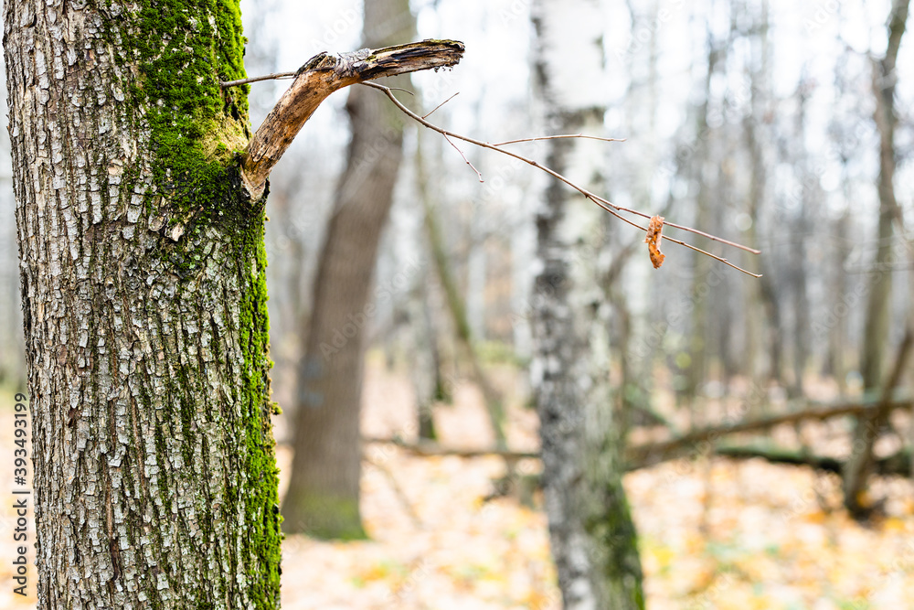Canvas Prints natural background - oak tree trunk close up and bare trees on blurred background in forest of city 
