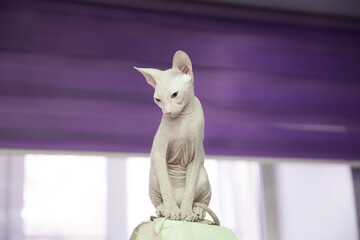 Breed Don Sphinx cat, white bald cat sitting on a window background with lilac curtains