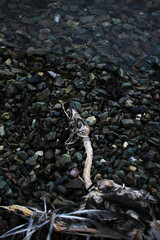 Ecology problems. A dead bird, a seagull, lies on a rocky beach near the water in the bay of the Pacific Ocean, Kamchatka. horizontal photo