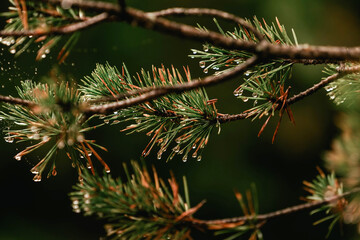 Pine branch close up after rain on blurred colorful background forest