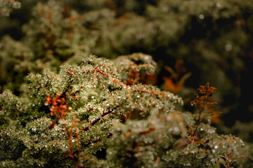 Pine branch close up after rain on blurred colorful background forest