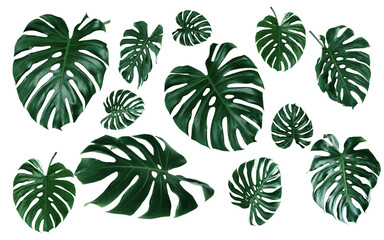 Monstera big leaves, tropical jungle foliage design patterns, Swiss Cheese Plant, isolated on white background © eakarat