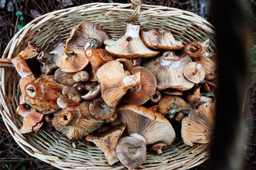 Full basket Saffron milk cap. Saffron milk cap (Lactarius deliciosus) mushroom. Fall season. Mushroom hunt.