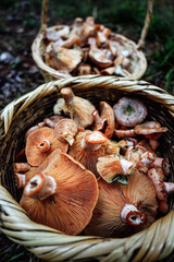 Full basket Saffron milk cap. Saffron milk cap (Lactarius deliciosus) mushroom. Fall season. Mushroom hunt.