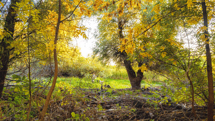 Obraz premium Lonely woodland brown in the autumn forest at dawn. ..