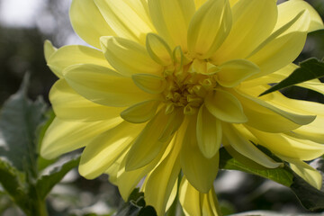 yellow dahlia flower