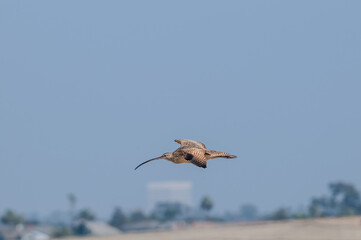Long-billed Curlew (Numenius americanus) in Bolsa Chica Ecological Reserve, California, USA