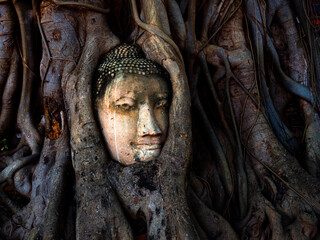 Kopf einer Buddha Statue, eingewachsen in einer Würgefeige , Wat Maha That, Ayutthaya, Thailand, Asien