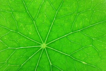 Fototapeta na wymiar Green nasturtium leaf macro with veins