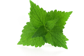 Bush with leaves of deaf nettle ( Deadnettle) on an isolated white background