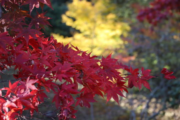 紅葉
