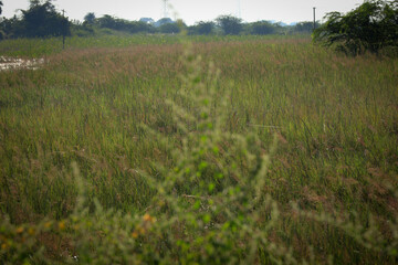 grass in the field