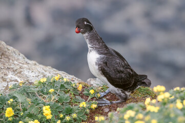 Parakeet Auklet (Aethia psittacula) at St. George Island, Pribilof Islands, Alaska, USA