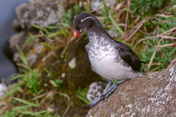 Parakeet Auklet (Aethia psittacula) at St. George Island, Pribilof Islands, Alaska, USA