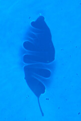 hoja azul agua reflejo sombra silueta figura forma otoño verano piscina pileta