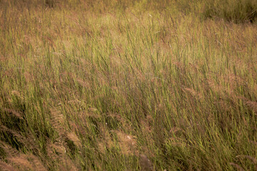 wheat field in the wind