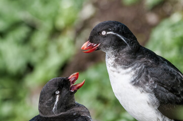 Parakeet Auklet (Aethia psittacula) at St. George Island, Pribilof Islands, Alaska, USA