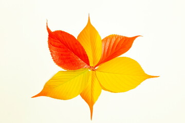 秋の色　紅葉した桜の葉