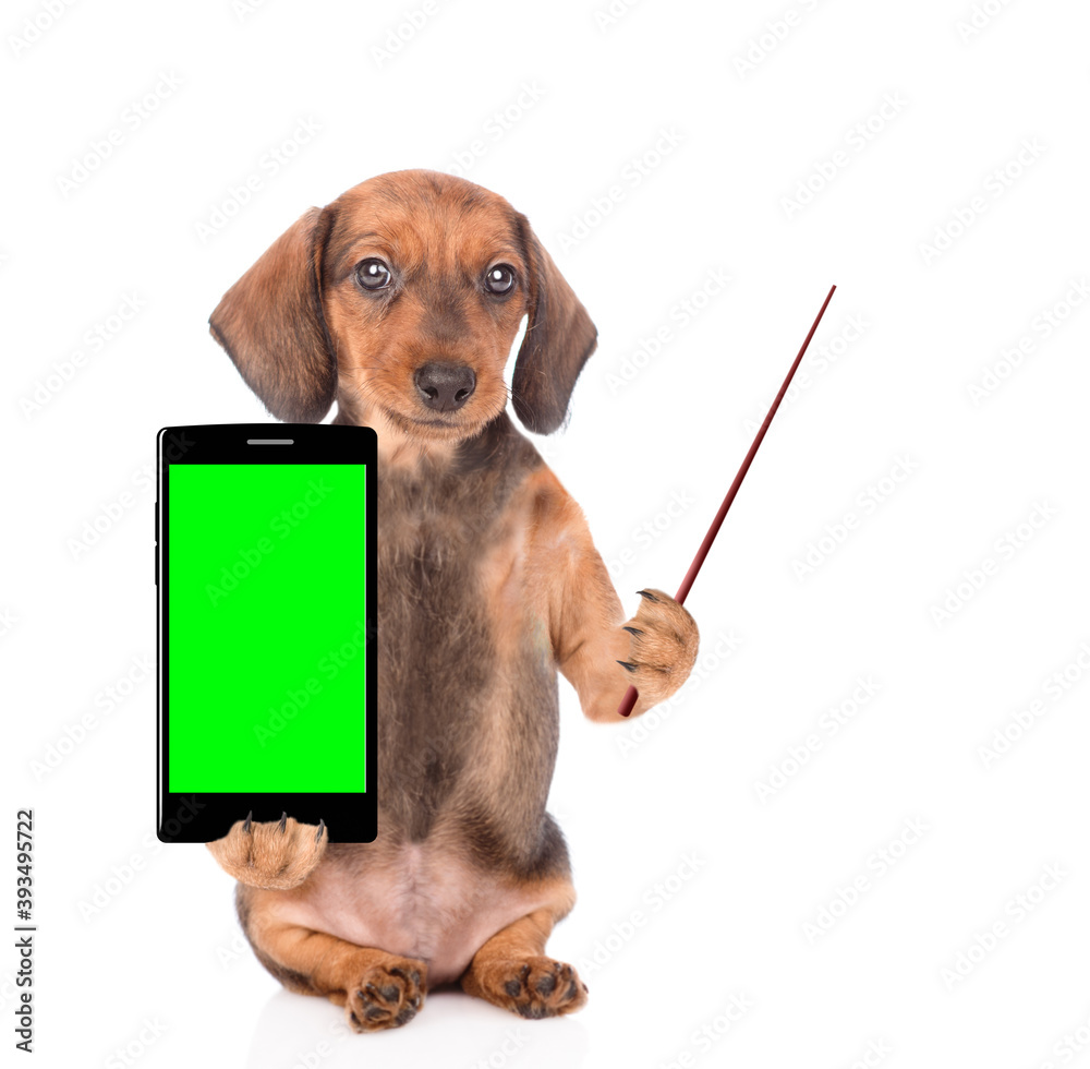 Poster Dachshund puppy holds smartphone with empty green screen and points away on empty space. Isolated on white background