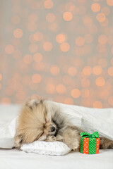 Fototapeta na wymiar Pomeranian spitz puppy sleeps with gift box under white warm blanket on a bed at home. Empty space for text