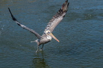 Fishing Brown Pelican (Pelecanus occidentalis) in Bolsa Chica Ecological Reserve, California, USA