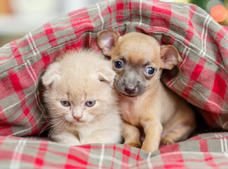 Fototapeta na wymiar Toy terrier puppy and gray kitten sit together under warm blanket on a bed at home
