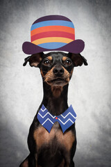 Portrait Hund verkleidet an Fastnacht Karneval mit grauem Hintergrund und Hut Zylinder und Schleife