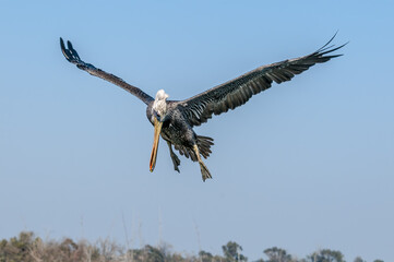 Fishing Brown Pelican (Pelecanus occidentalis) in Bolsa Chica Ecological Reserve, California, USA