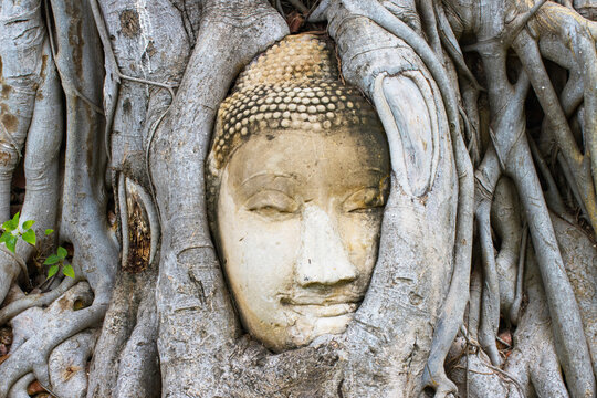 wonders of nature,The Head of The Sandstone Buddha image in tree roots at Wat Mahathat Ayutthaya Thailand