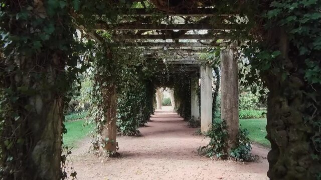 Walking through a vine covered tunnel -wide