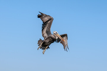 Fishing Brown Pelican (Pelecanus occidentalis) in Bolsa Chica Ecological Reserve, California, USA