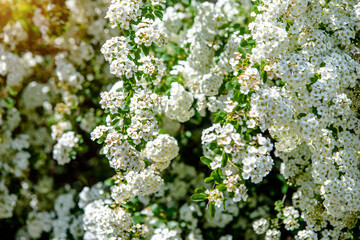  Spirea bushes bloom in the spring in May

