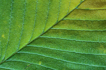 Macrophotography of  autumn leaf fiber surface.