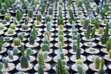 Various cactus plants, Suitable to decorate the home office