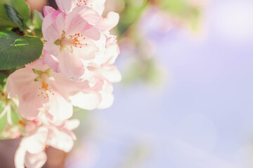 Beautiful Apple blossoms. White and pink flowers close-up. Spring background. Copy space.